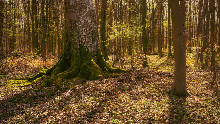 Ausflugsziel: Kartause Gruenau spazieren im Wald